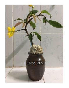 Chum trồng cây bonsai mini - cây bonsai đẹp nhờ cái chum sành
